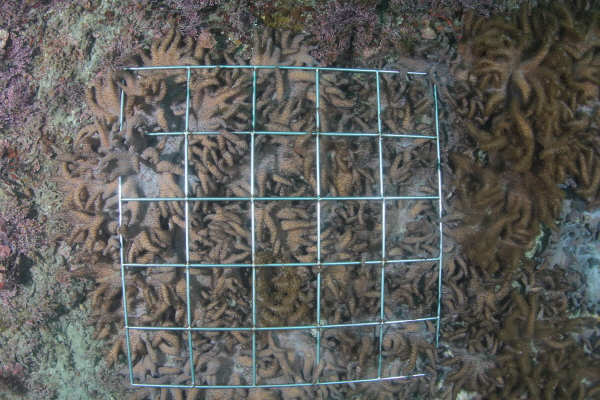 제주 남동부해역에 유입된 아열대 외래종 레더산호류 모습.