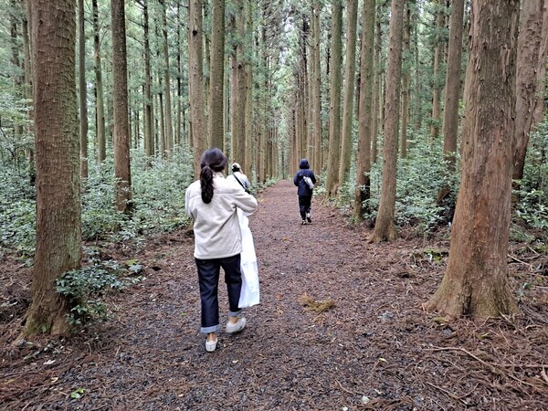 삼나무숲길.