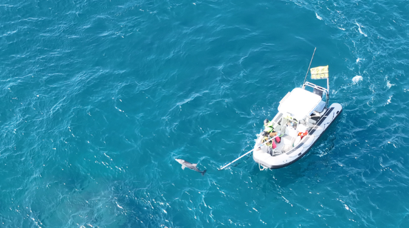 1월 29일 제주돌고래 긴급구조단이 종달이 꼬리에 걸린 낚싯줄 제거에 성공한 모습. (사진출처=제주돌고래 긴급구조단)